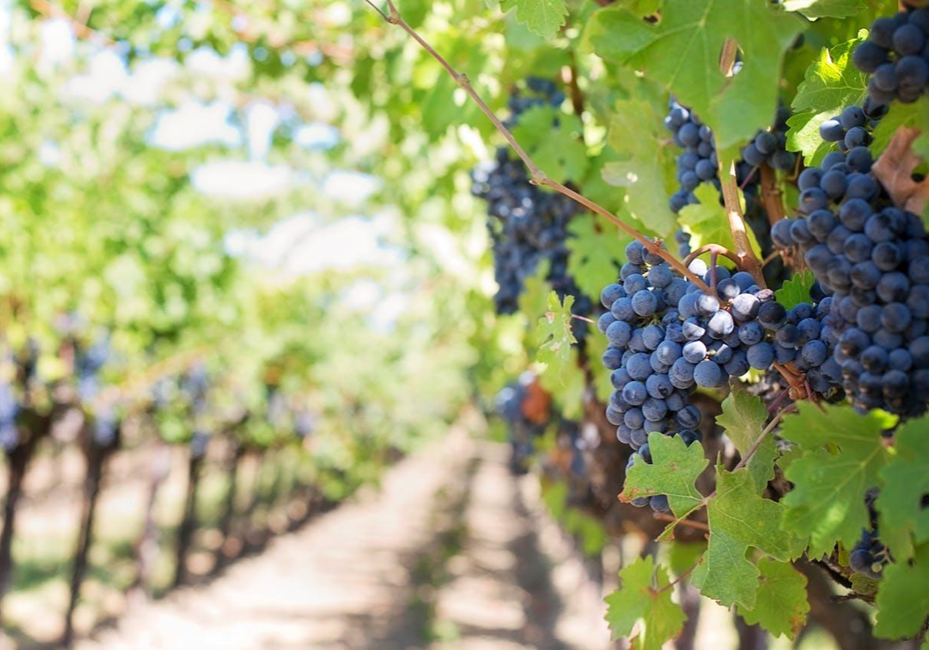 A bunch of grapes hanging from the vine.